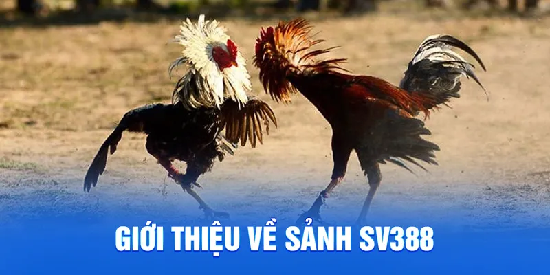 Giới thiệu về sảnh SV388